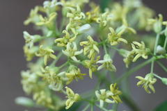 Pittosporum floribundum